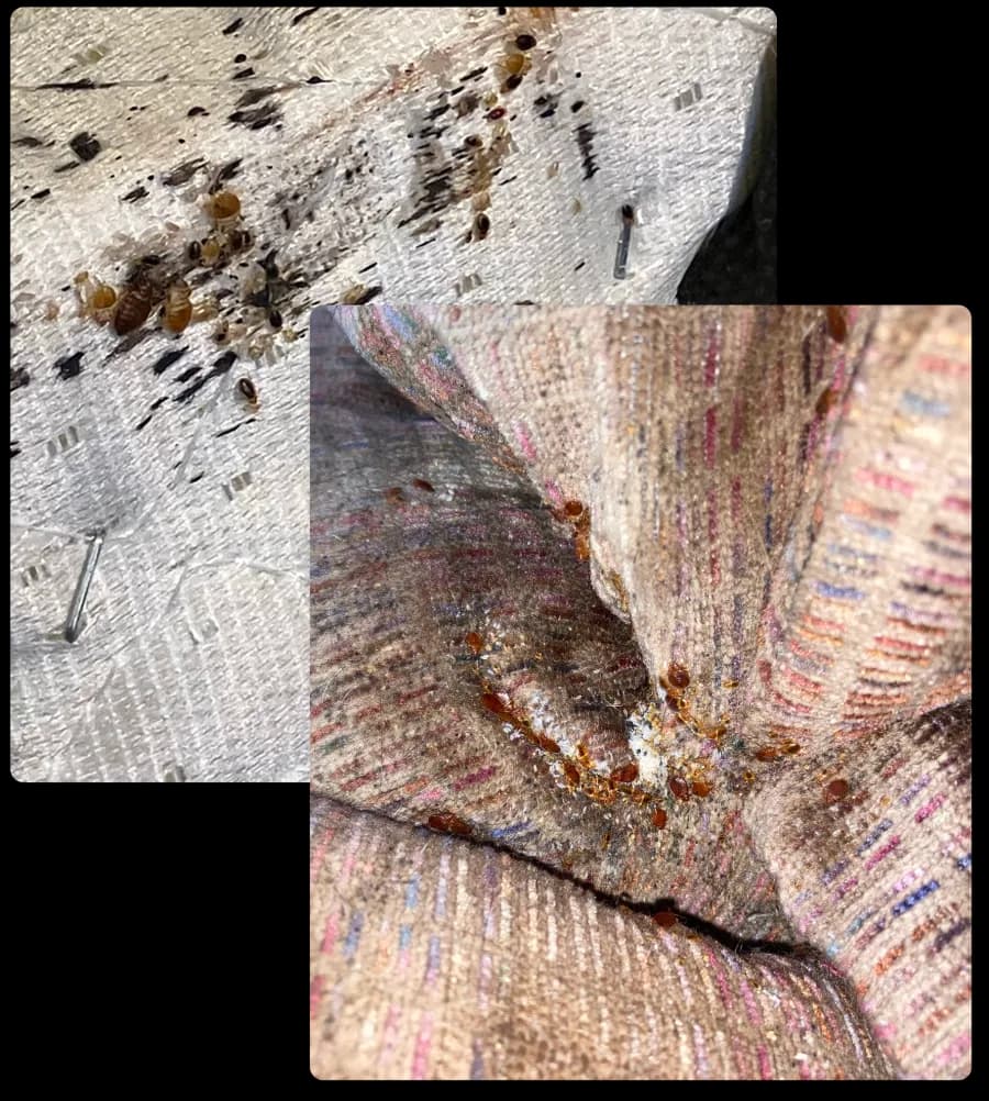 Reasons for Bed Bug Infestations in MA